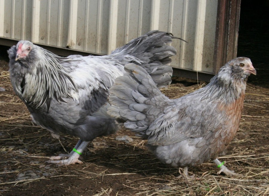 83 Gambar Ayam Rintik Terbaik Gambar Pixabay - Lukisan ayam serama #lukisan #ayam #serama 83 Gambar Ayam Rintik Terbaik Gambar Pixabay, Lukisan ayam serama