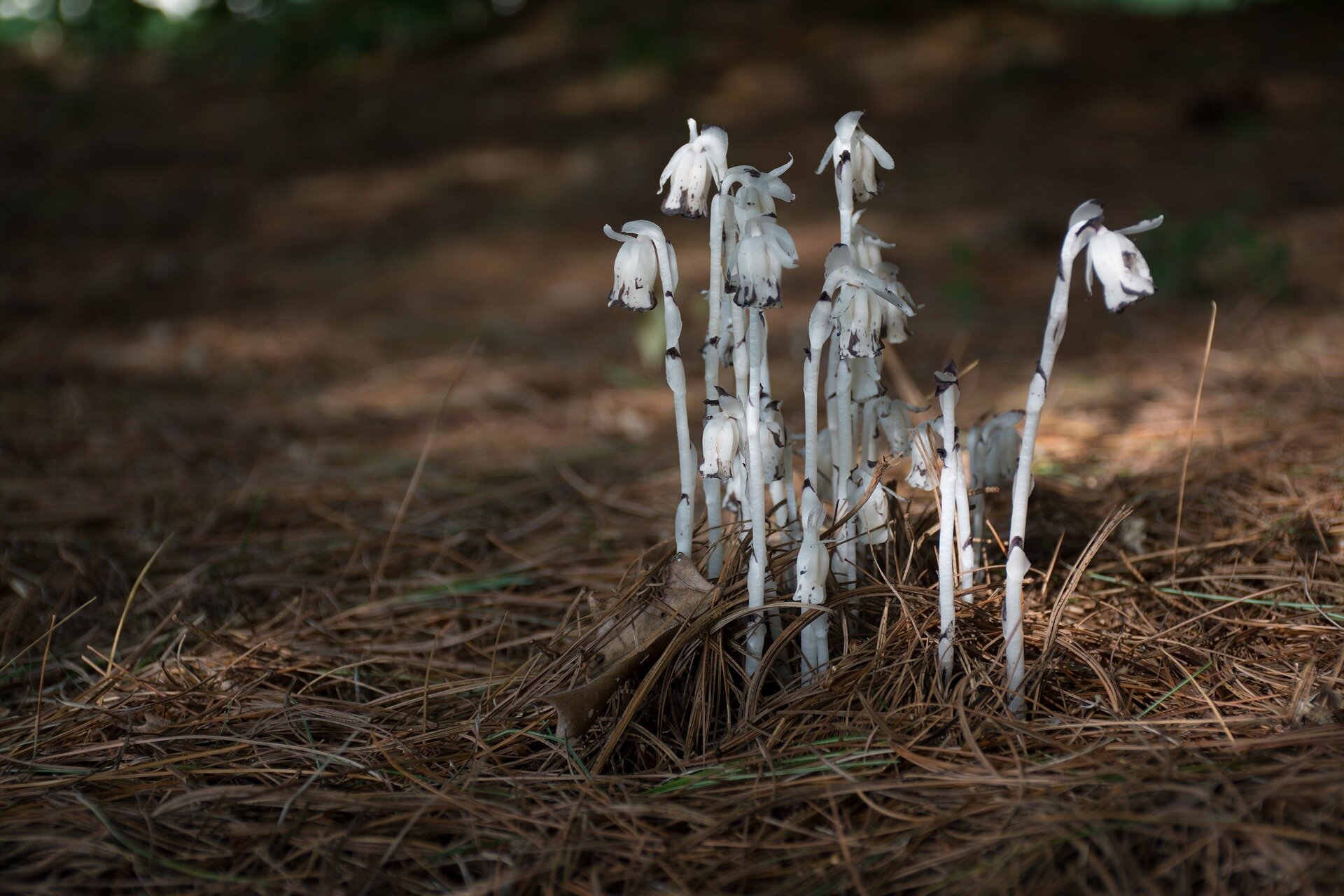 Monotropa Uniflora How A Plant Conned Fungi Talkplant