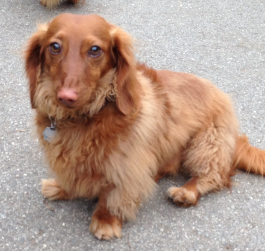 We Built This City Longhaired wiener dogs! Stern Grove Dog Park