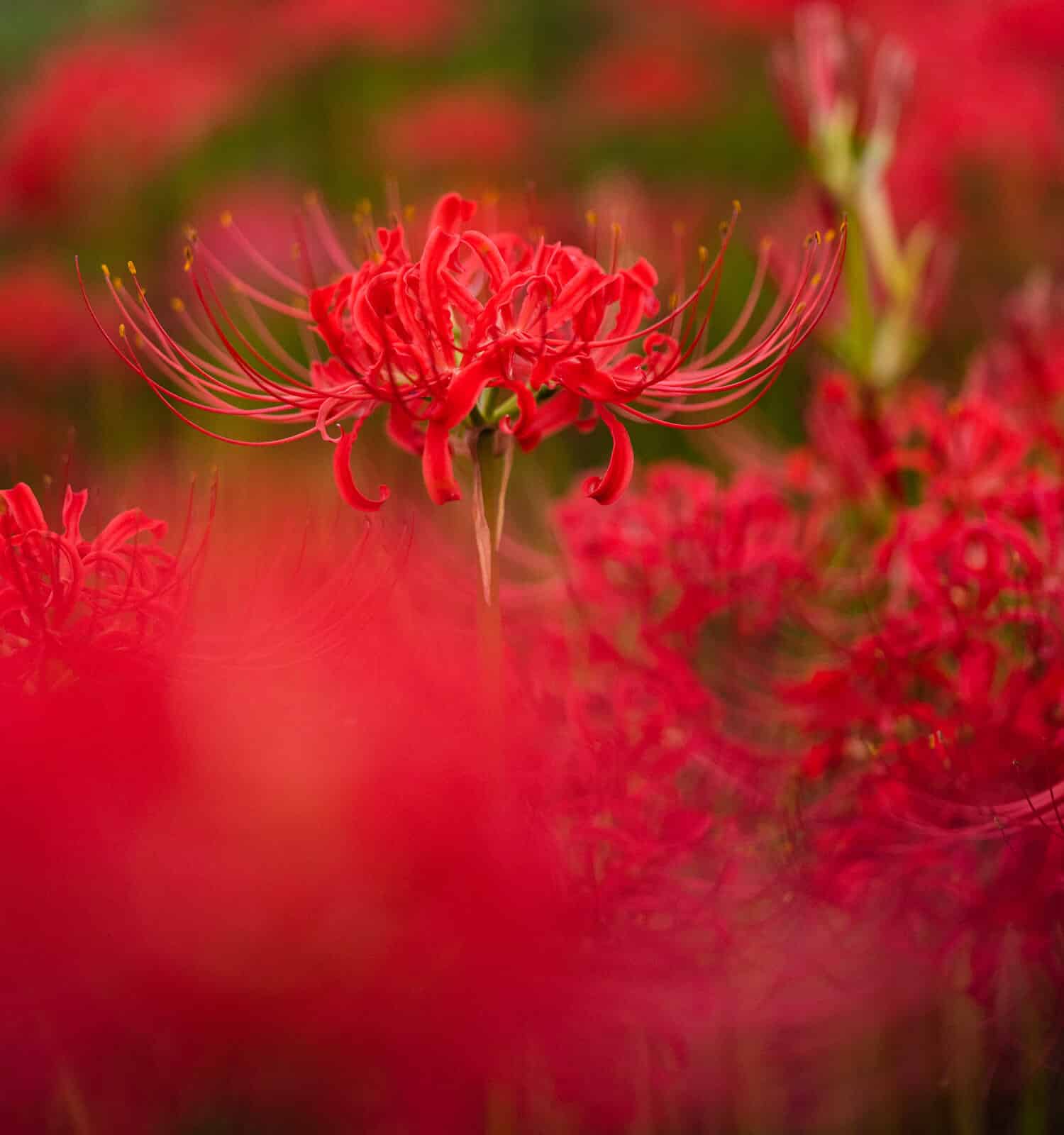 Red Spider Lily Meaning, Symbolism, and Proper Occasions AZ Animals