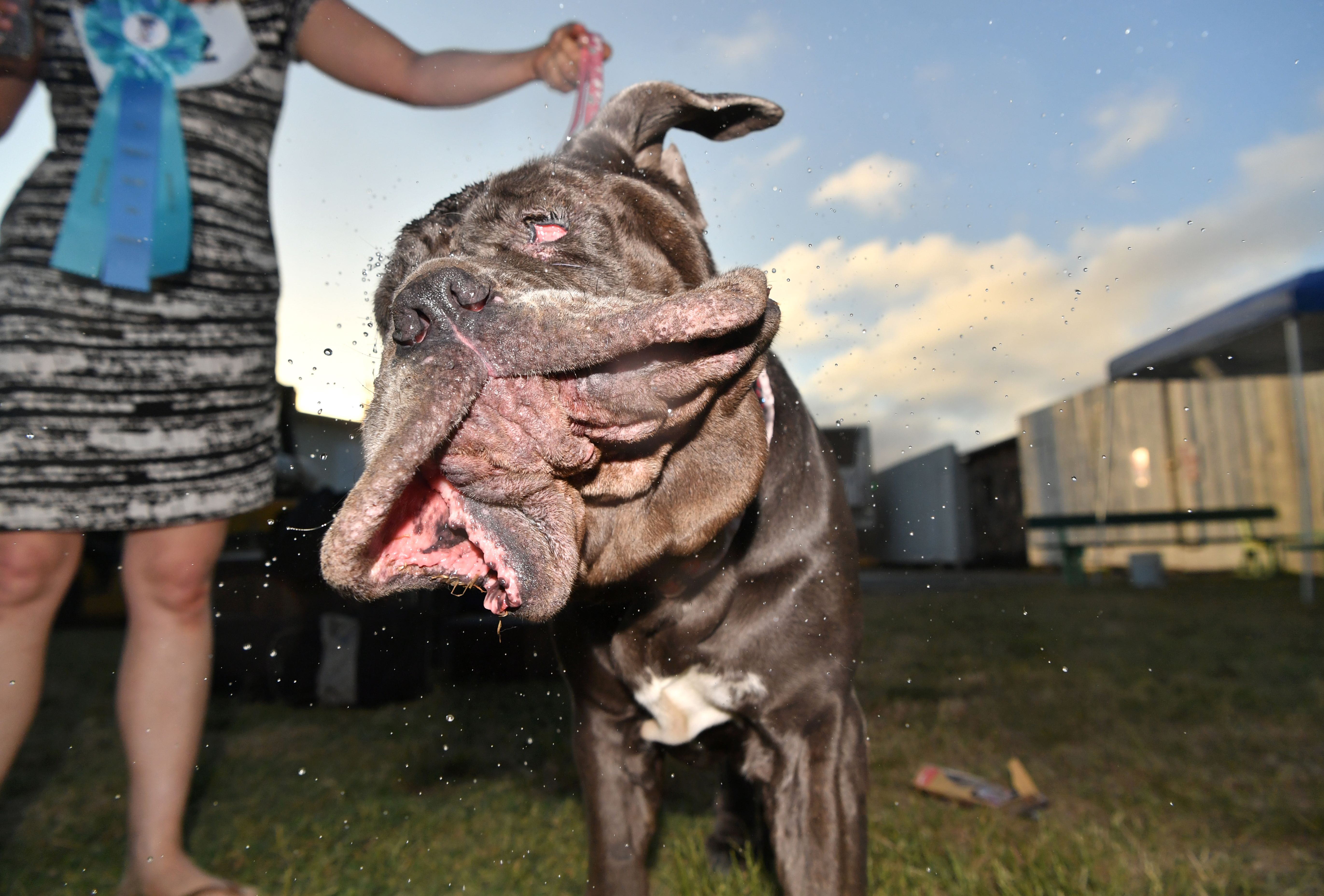 Worlds Ugliest Dog 2011
