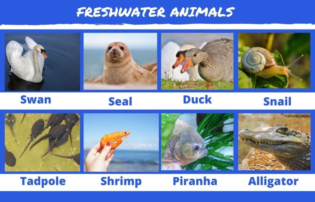 80+ Freshwater Animals and Plants List With Pictures Animals' Space