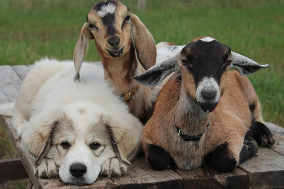 Dogs Who Have Found Goats And Are Totally Keeping Them