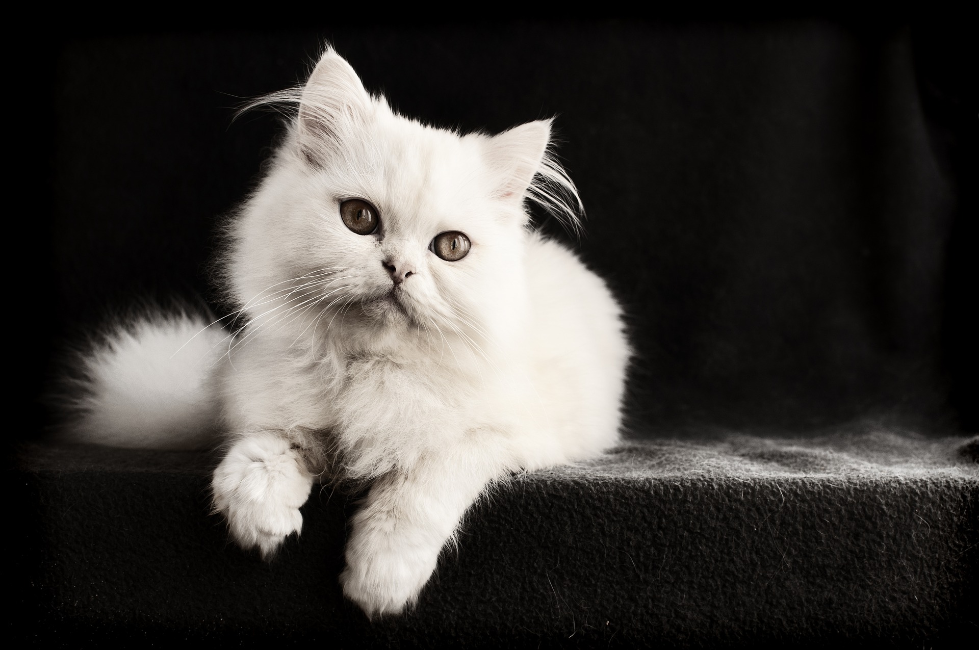 Pet Astrology Astrology Source Toni Dore International Astrologer