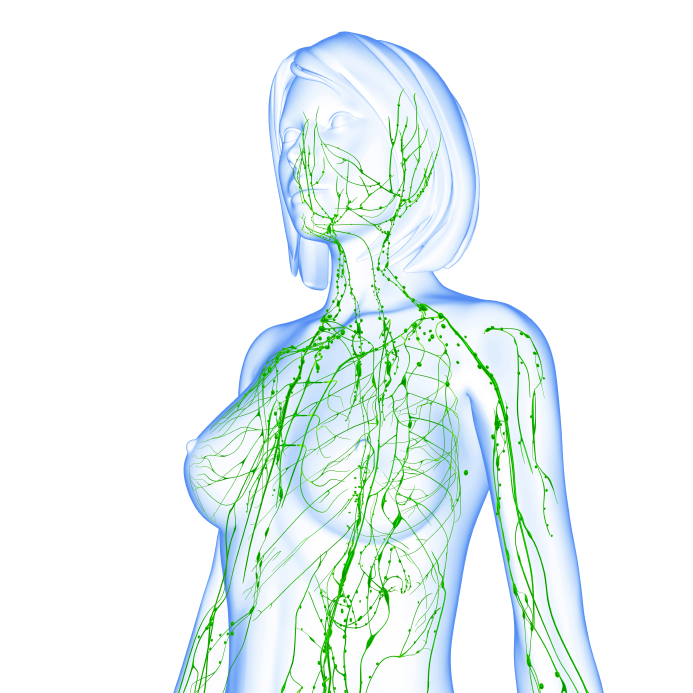 Detoxing Our Bodies With Manual Lymphatic Drainage Massage Mld Bayview Sheppard Registered Massage Therapy