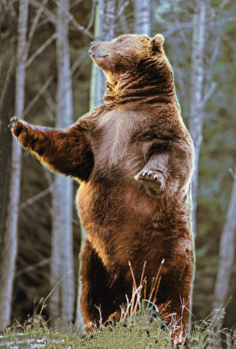 Big Brown Bears North American Bear CenterNorth American Bear Center