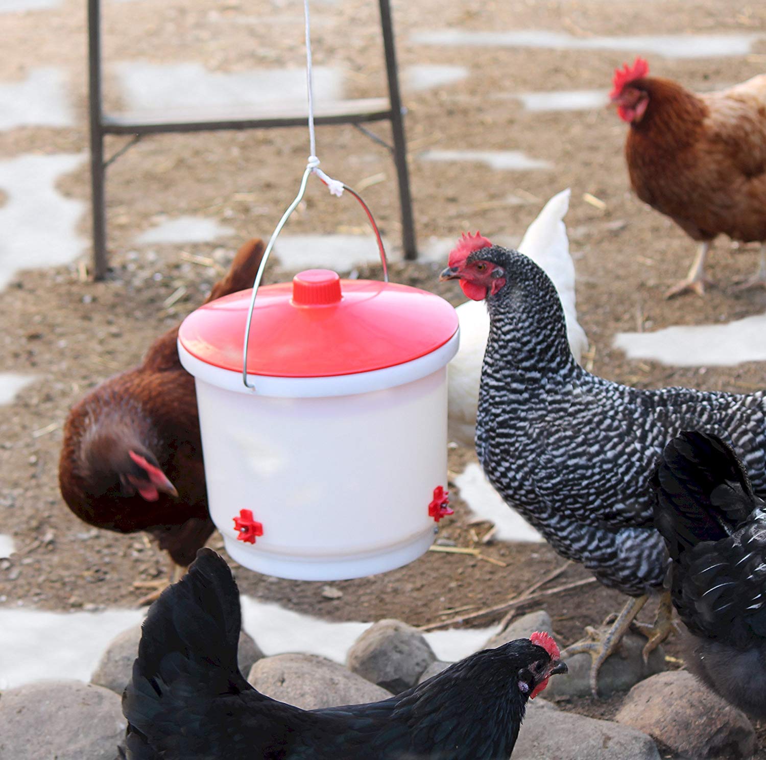 5 Best Heated Chicken Waterer 2020 Buyer S Guide Best