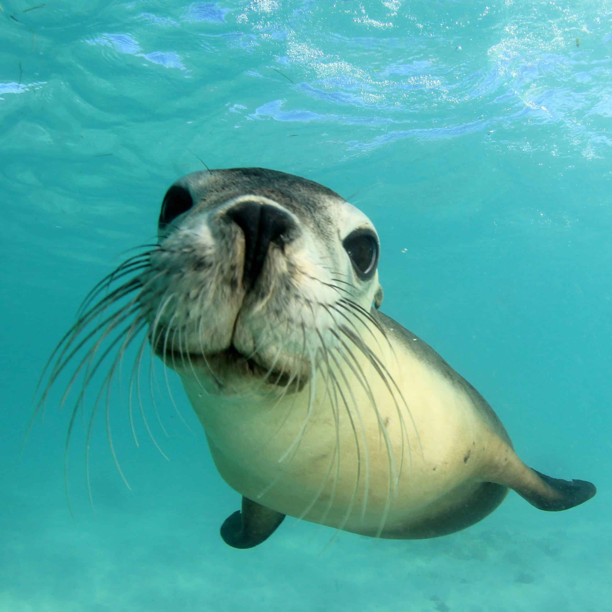 4 Types of Seals Found in Maine (2023) Bird Watching HQ