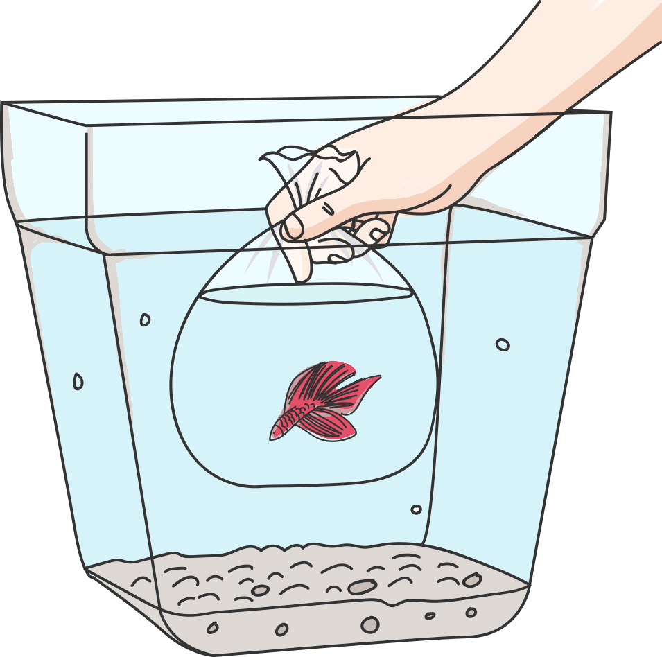 What Temperature Does Your Betta Fish Prefer Back To The Roots Blog