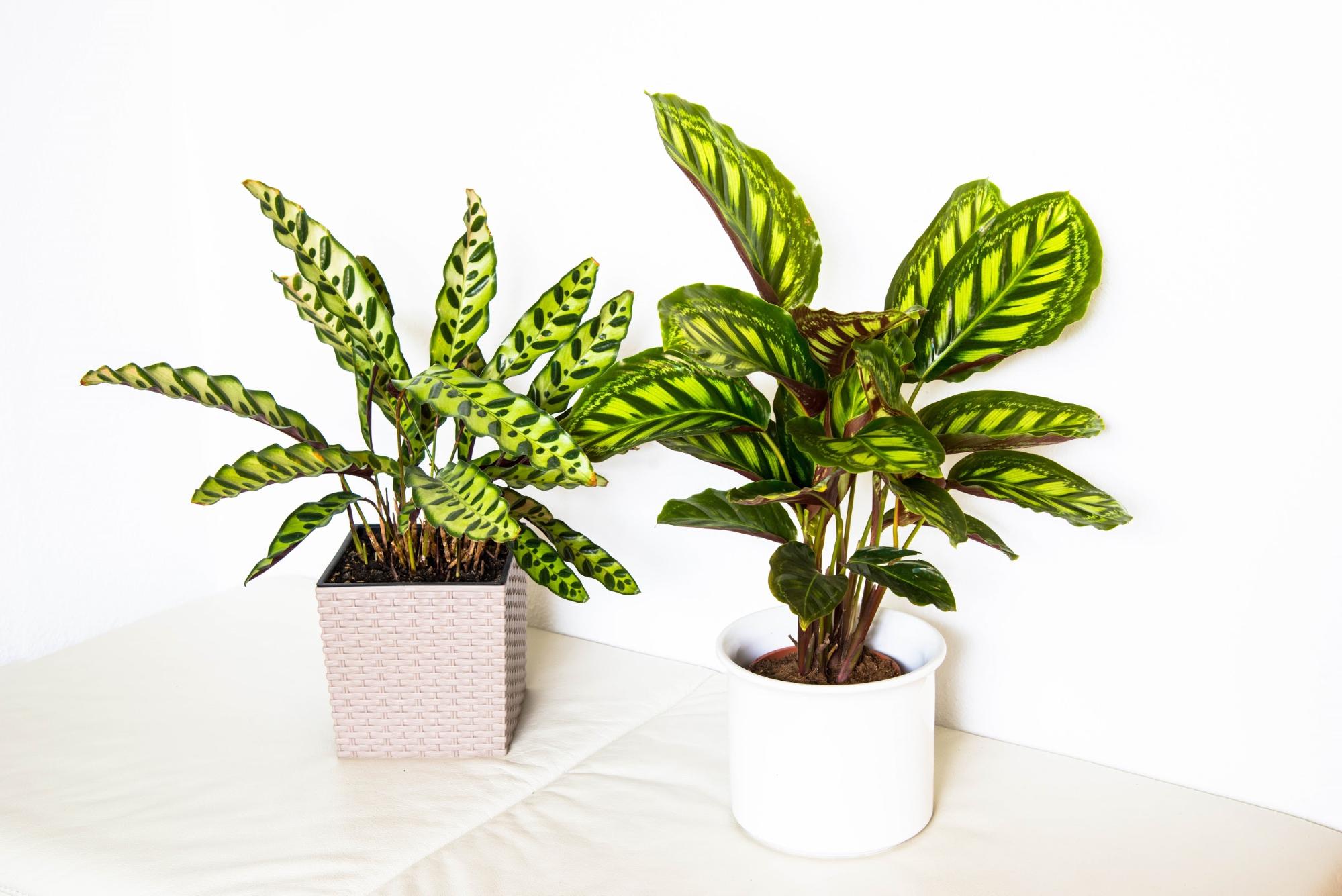 10 Non Toxic House Plants Safe For Cats And Dogs Back To The Roots