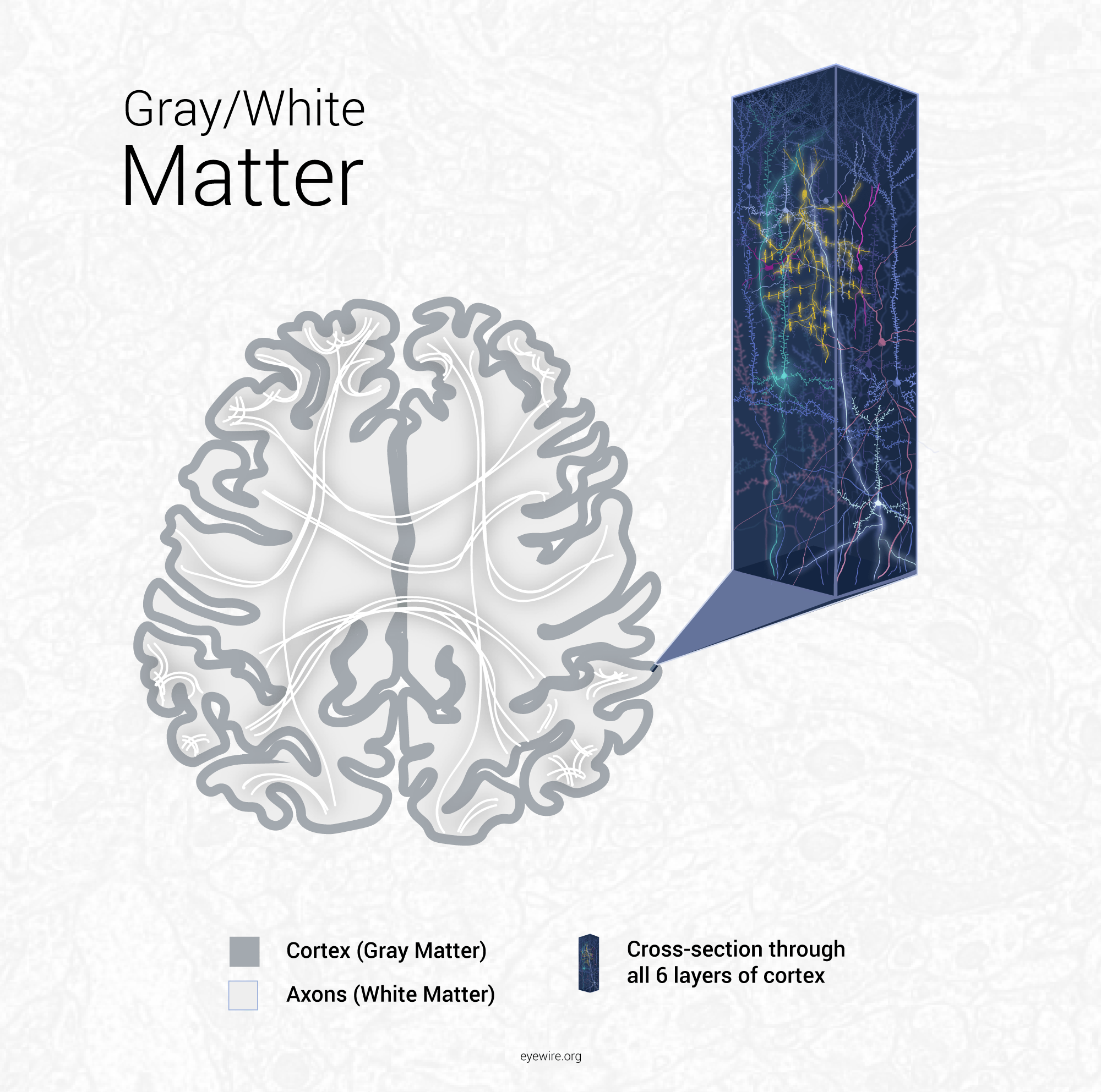Gray Matter Vs White Matter