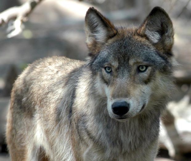 Illinois preps for possibility of wolf population News