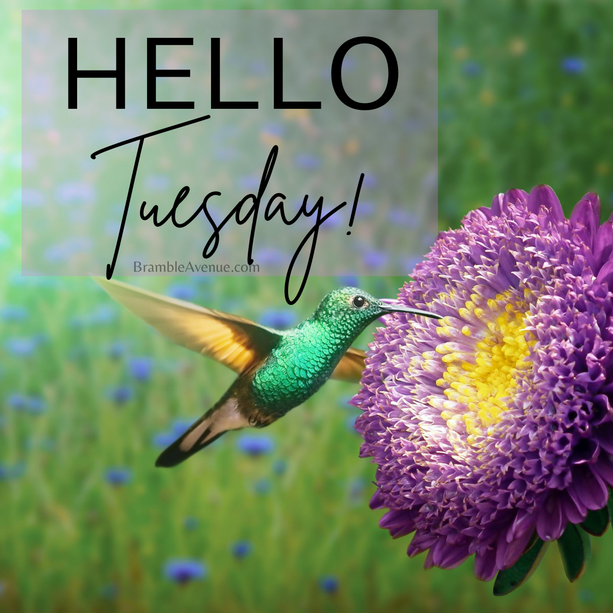 TUESDAY MORNING QUOTES Bramble Avenue