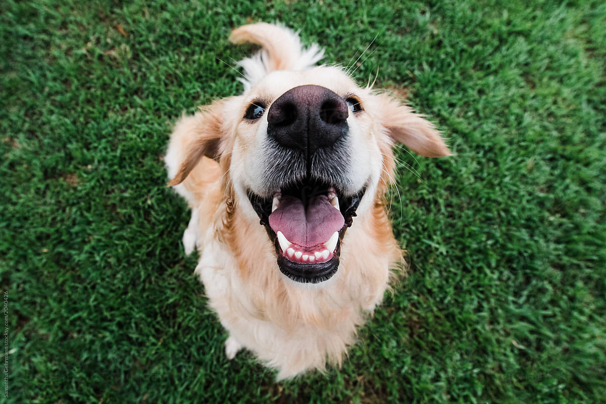 "Very Happy Golden Retriever" by Stocksy Contributor "Samantha Gehrmann