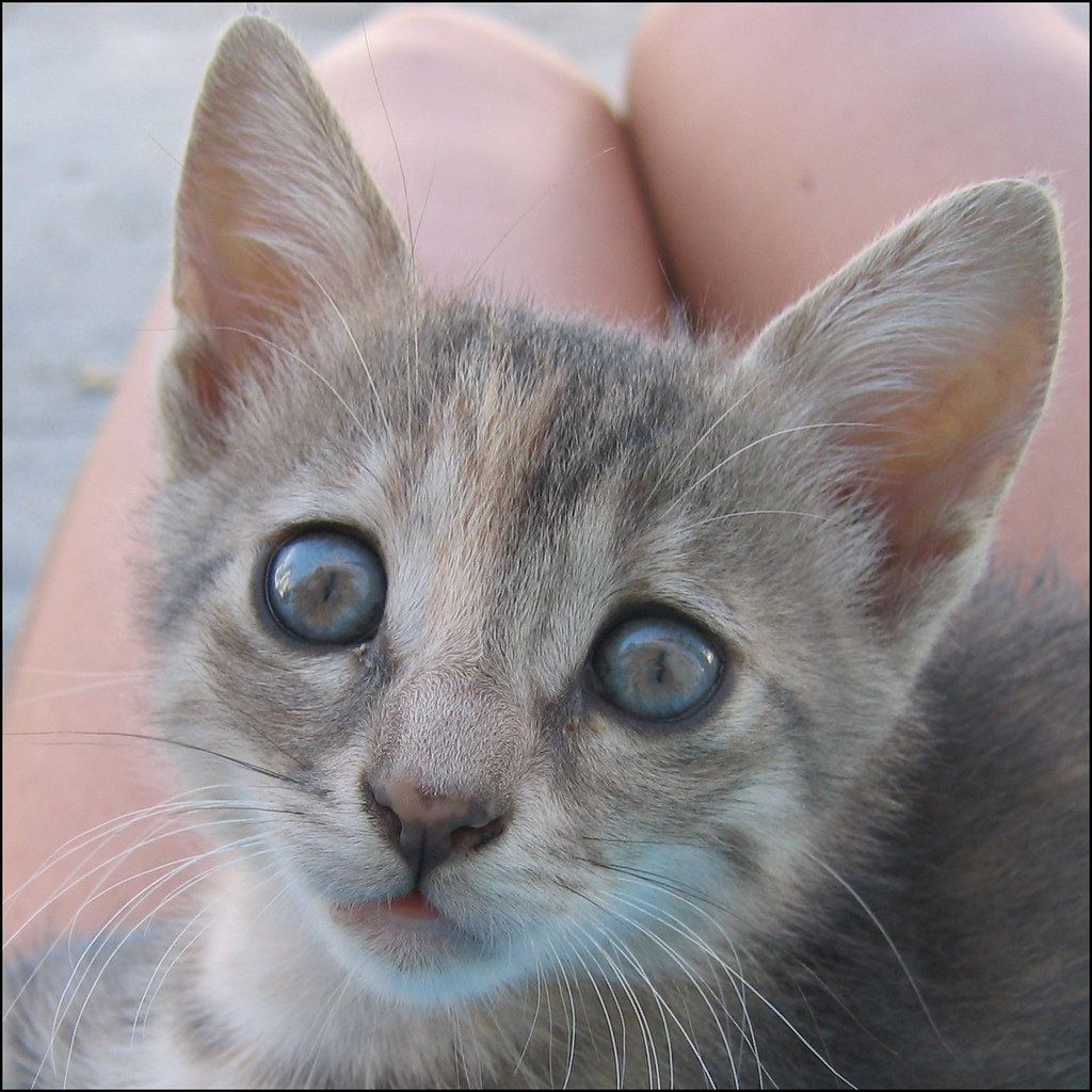 Sad Eyed Cat Greek babycat on my lap. *roes* Flickr