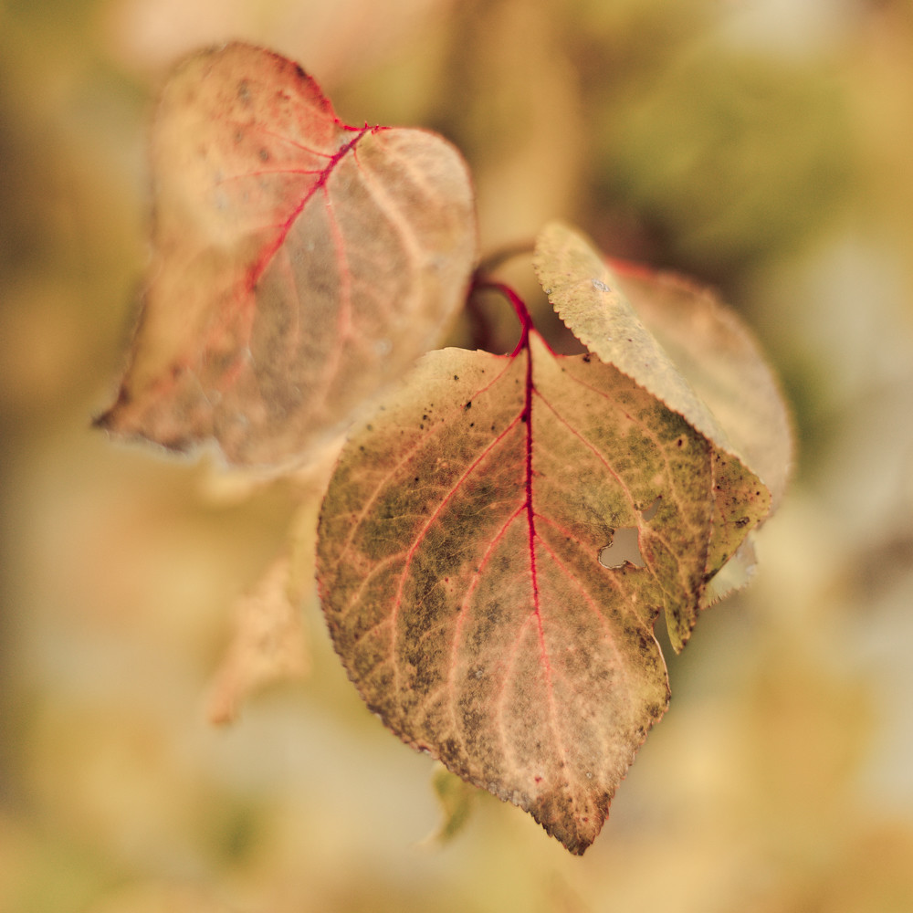 autumn colors autumn colors Ewok Jorduman Flickr