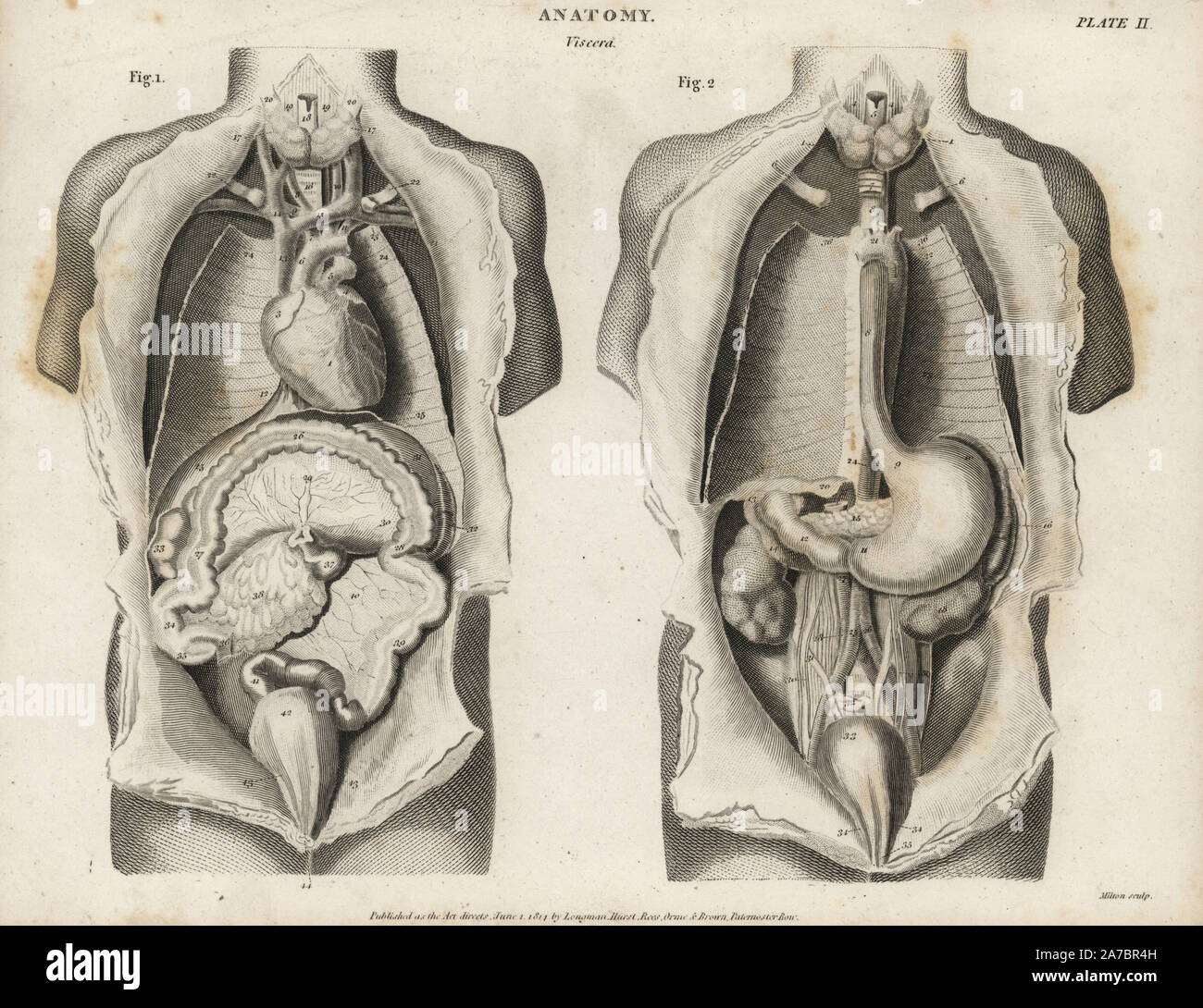 Anatomie der menschlichen organe Fotos und Bildmaterial in hoher