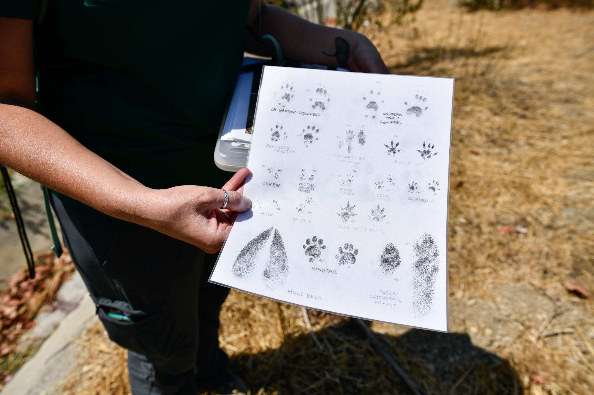 Michelle Mariscal, an ecologist for the Puente Hills Habitat Preservation Authority, holds a sheet that assists in identifying wildlife using the Harbor Boulevard Wildlife Underpass in La Habra Heights, on June 30, 2021. Photo by Pablo Unzueta for CalMatters