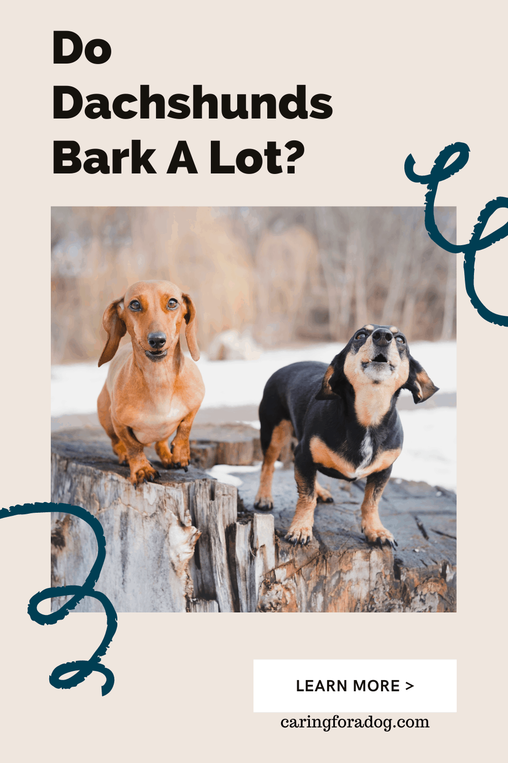 Do Dachshunds Bark A Lot? Caring For A Dog