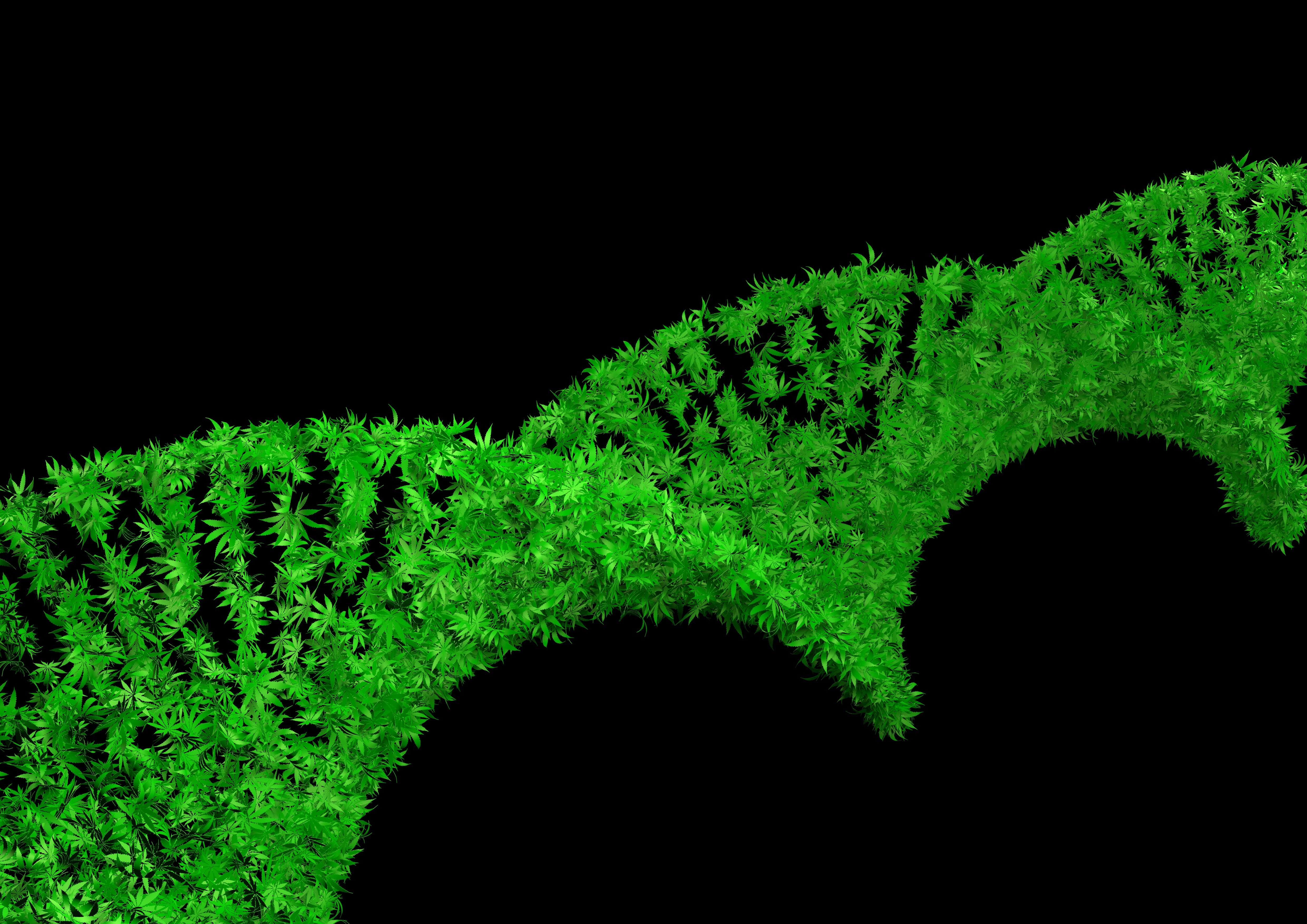 cannabis genome