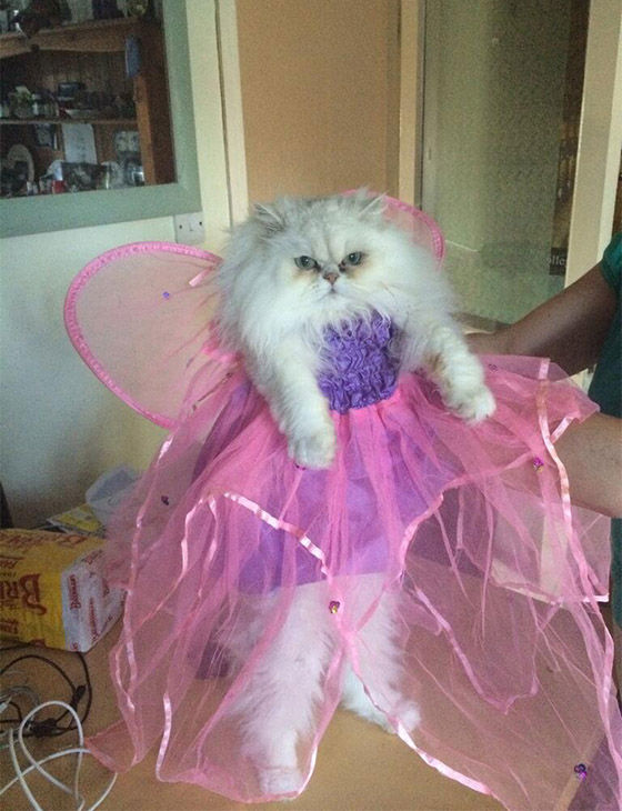 Cats in Drag ABC13 Houston
