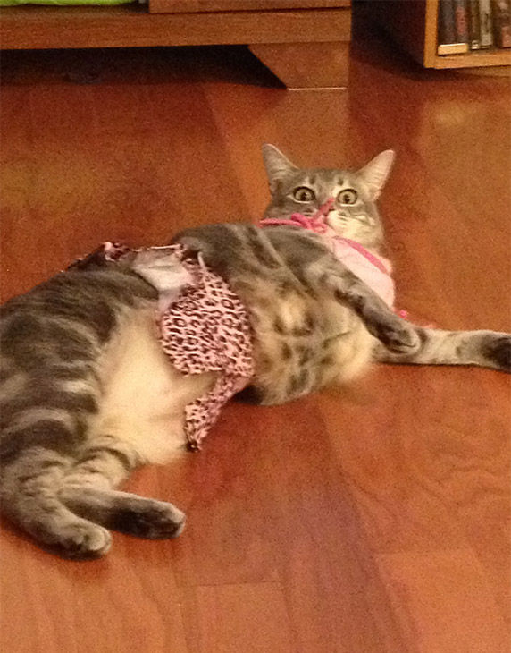 Cats in Drag ABC7 San Francisco