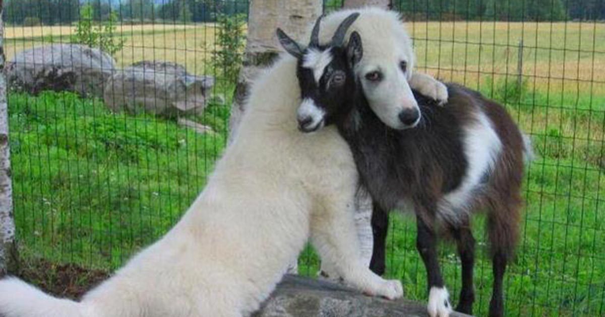 These 7 dogs with goats for best friends prove that love has no boundaries
