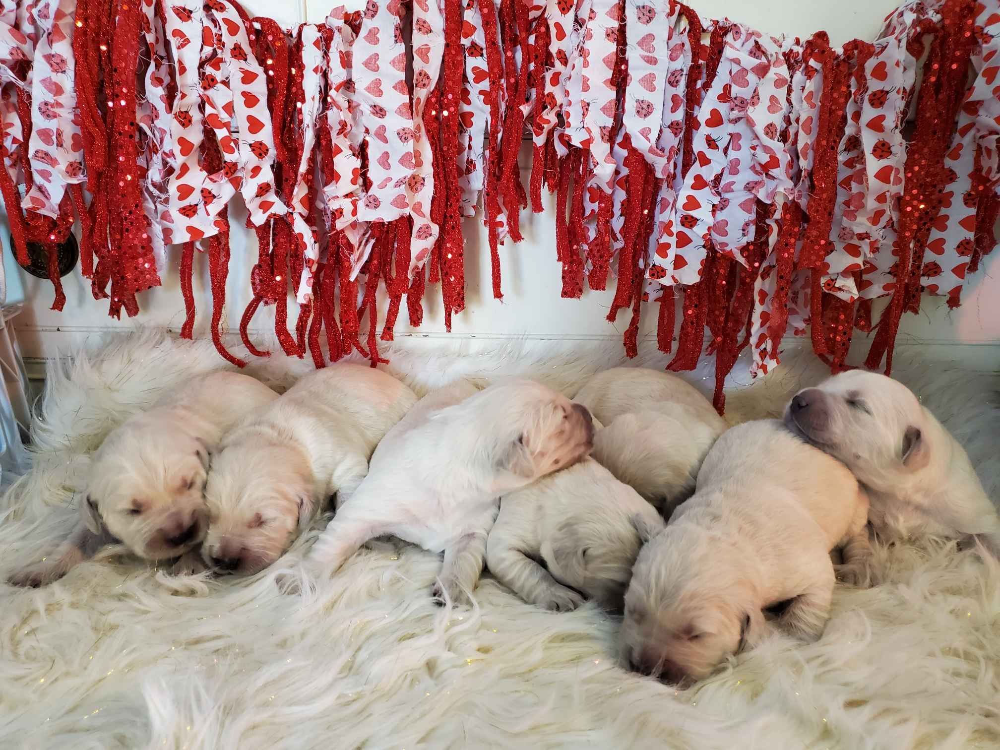 Cheyenne SMITH Puppies For Sale