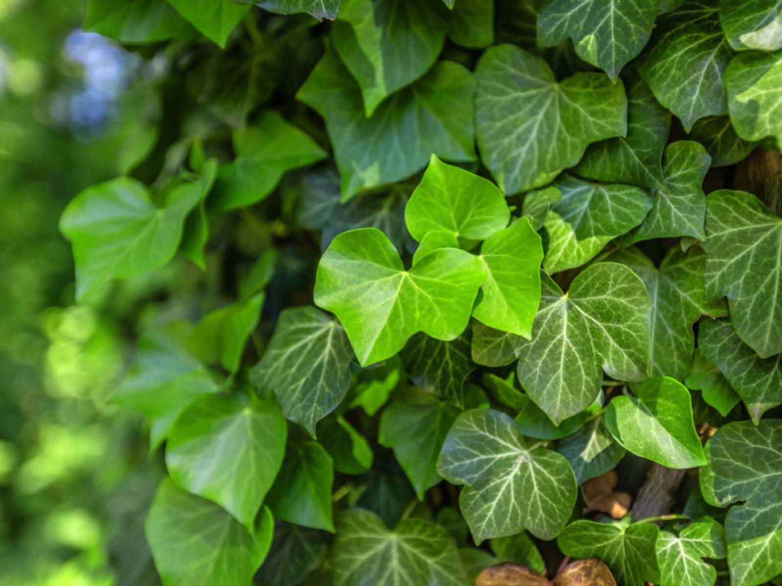 How To Grow And Care For English Ivy In The Garden Gardening Know How