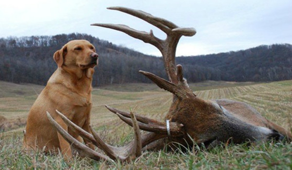 Dogs and Deer The Rise of Blood Tracking OutdoorHub
