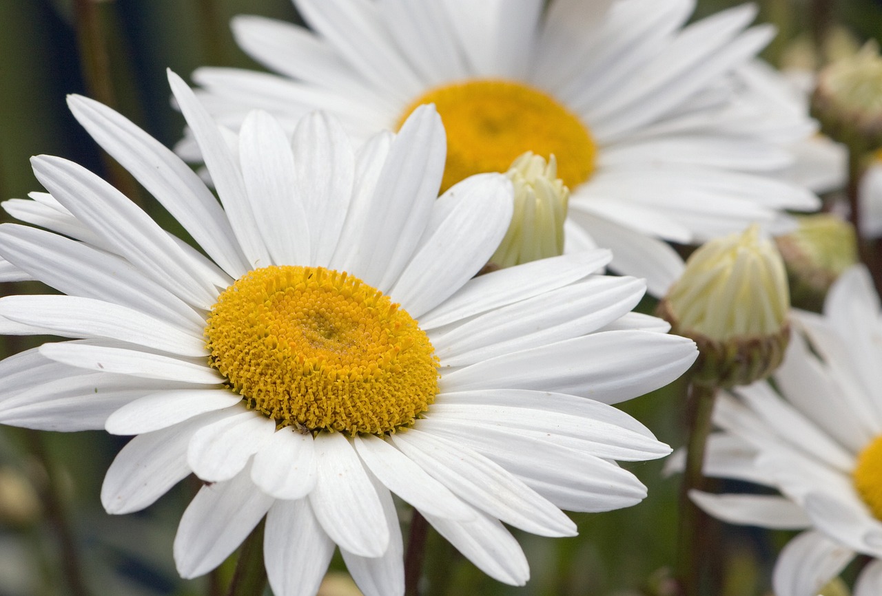 Daisy Daisies Flowers Free photo on Pixabay Pixabay