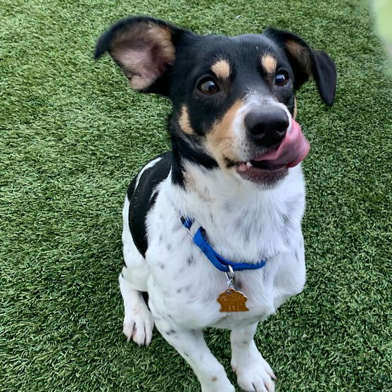 Dog for Adoption Cheeto, a Rat Terrier in Clayton, CA Alpha Paw