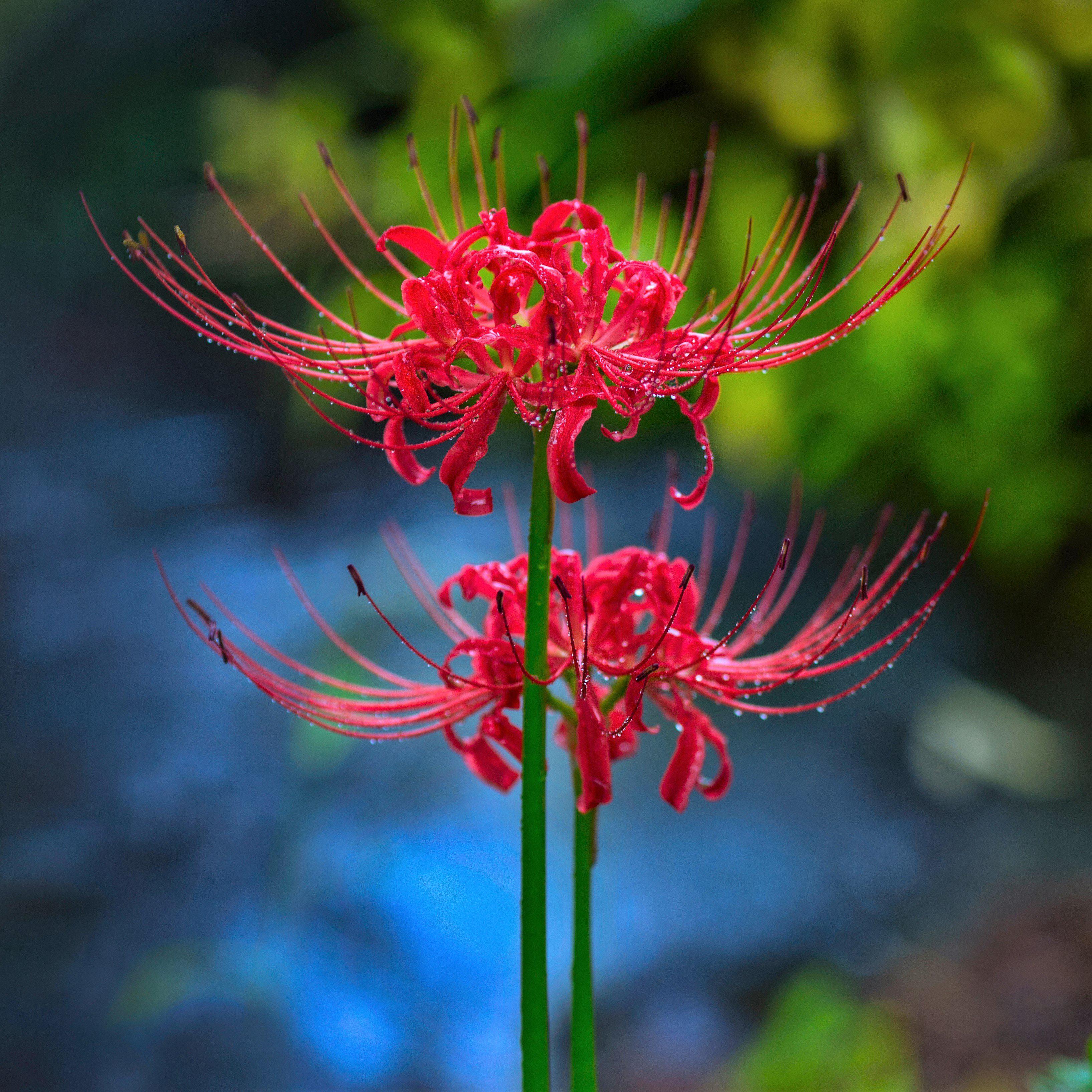 Beautiful Spider Lily Plants For Sale Online Lycoris (Fragrant