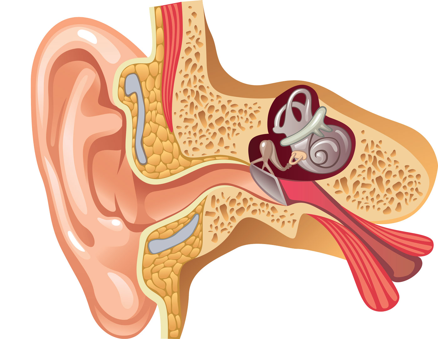 An investigation into cochlear HPAlike signalling