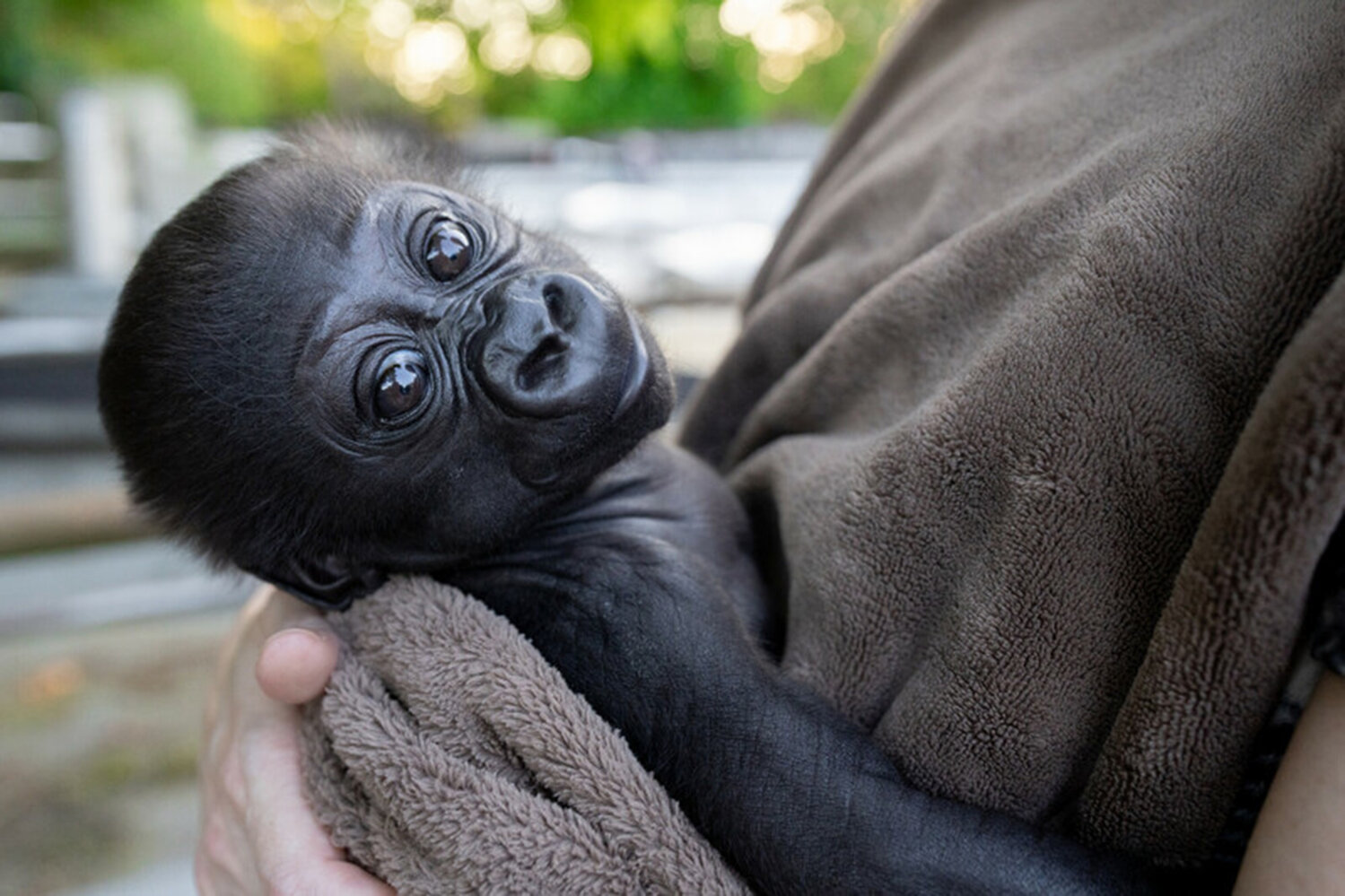 Seattle's Woodland Park Zoo baby gorilla will move to a new home, new