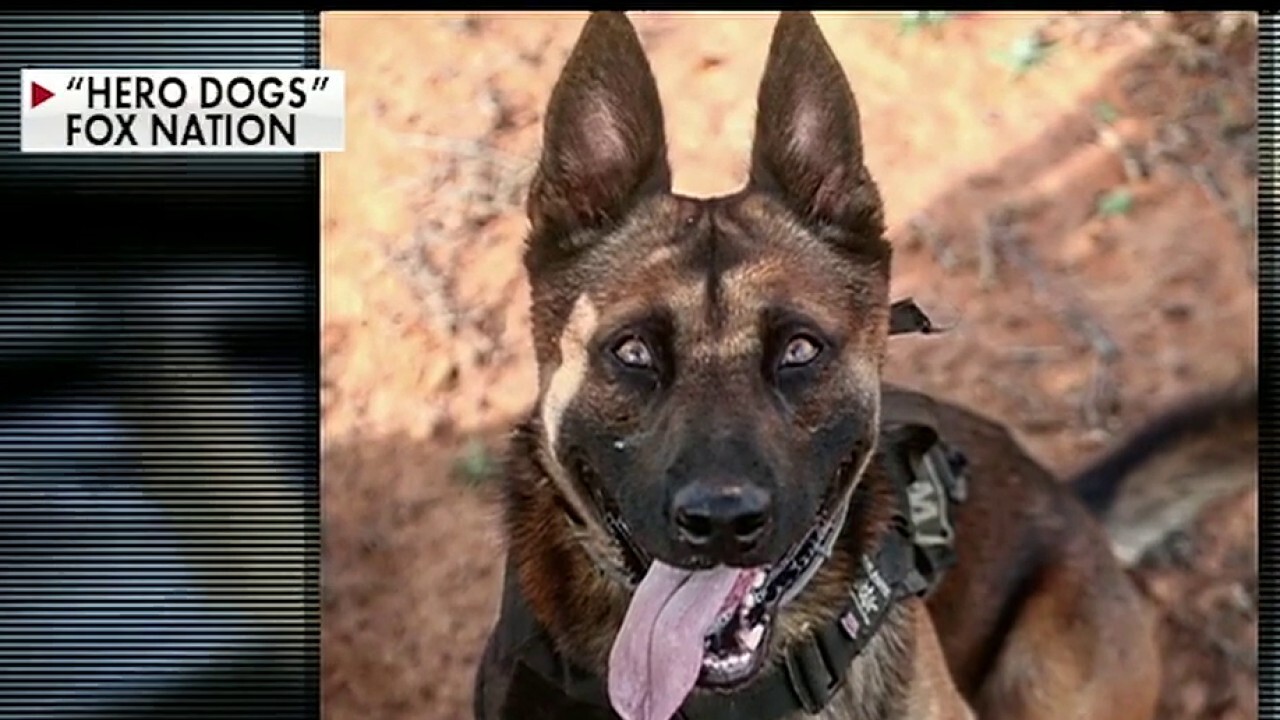 Staff Sgt. Alex Schnell on serving with his war dog ‘Bass’ Fox News Video