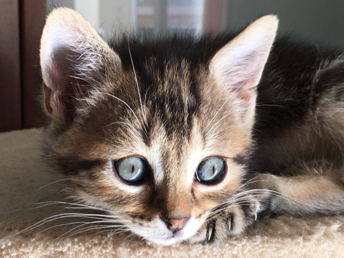 Adoption Chaton Ou Chat Adulte Comment Choisir Adoption Chatons Et Chats Paris 93 Ile De France