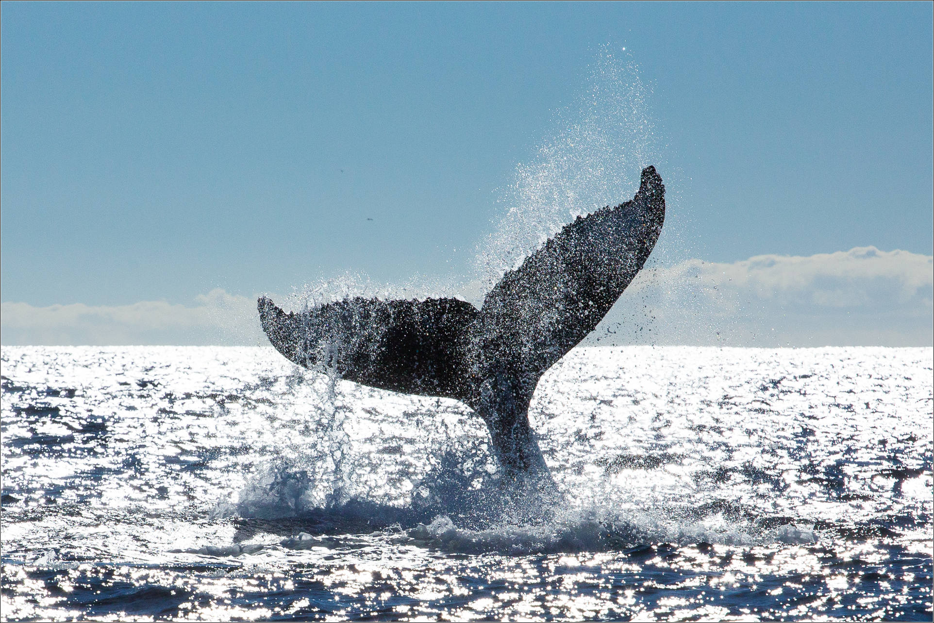 whale tail Christopher Martin Photography