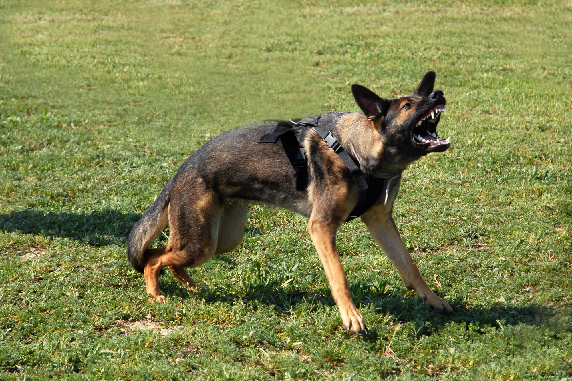 What to Do If You're Attacked by a Dog USA TODAY Classifieds