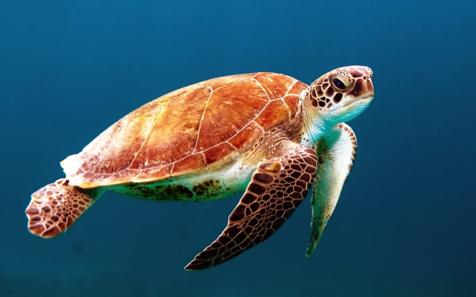 Turtle Tortoise Swim Sea Turtle Creature Ocean Clean Public Domain