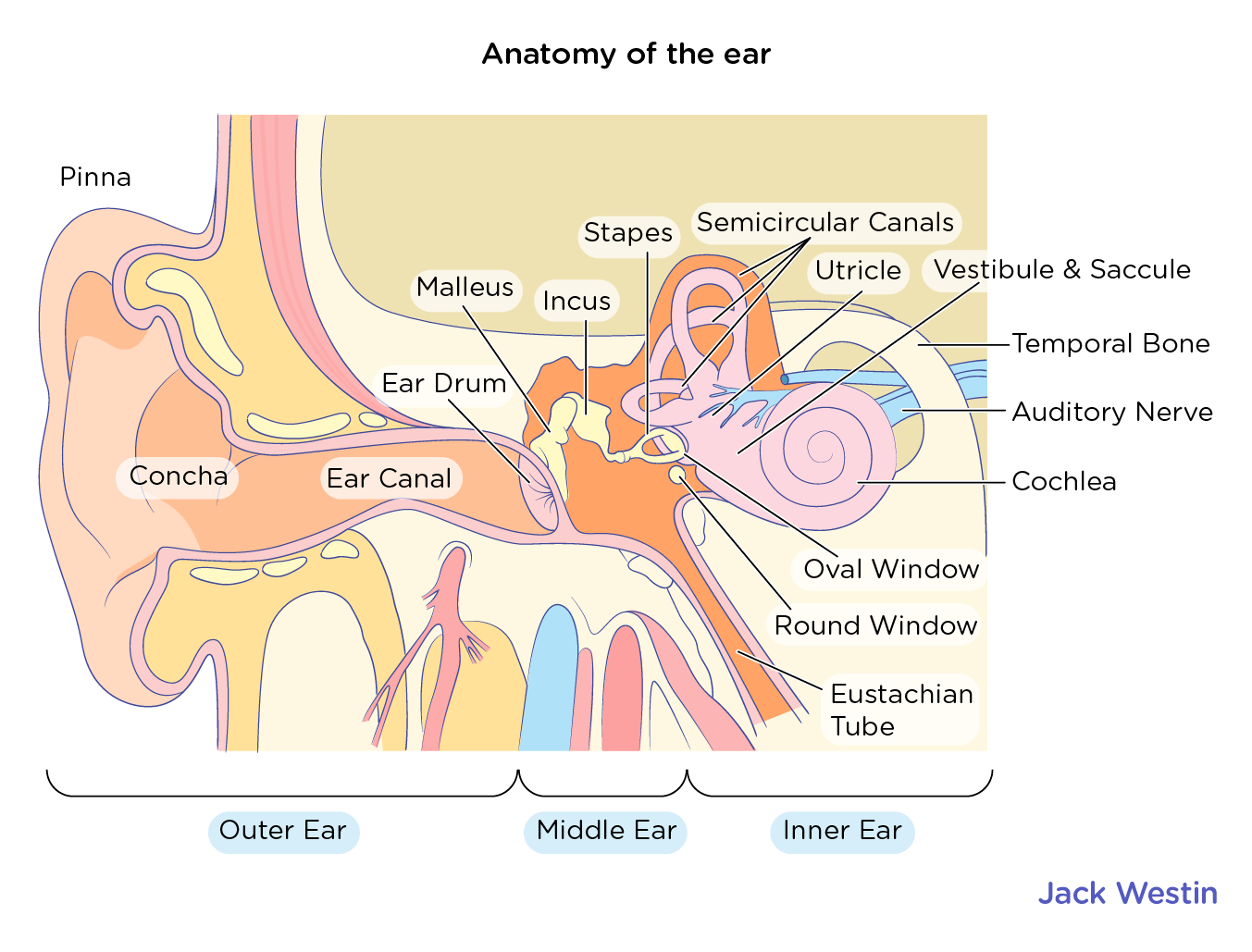 Structure And Function Of The Ear Hearing Mcat Content