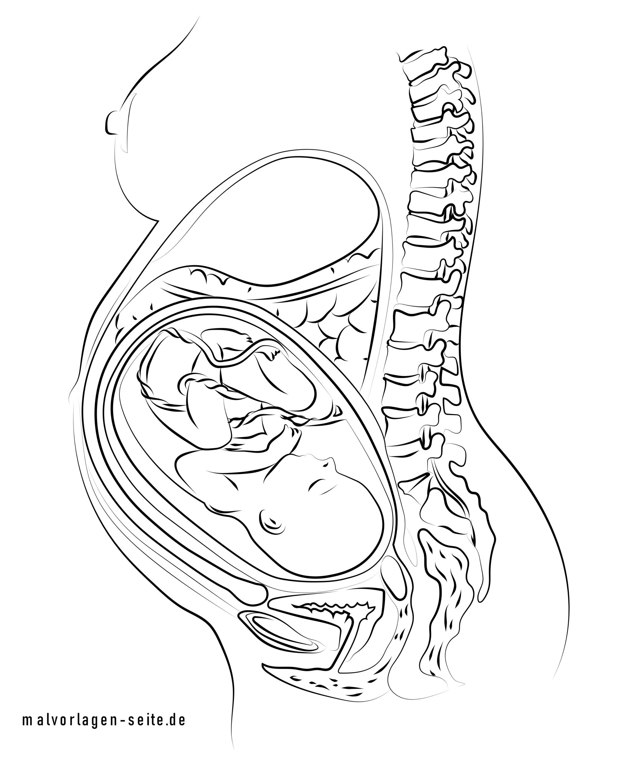 Pregnant Belly Coloring Pages