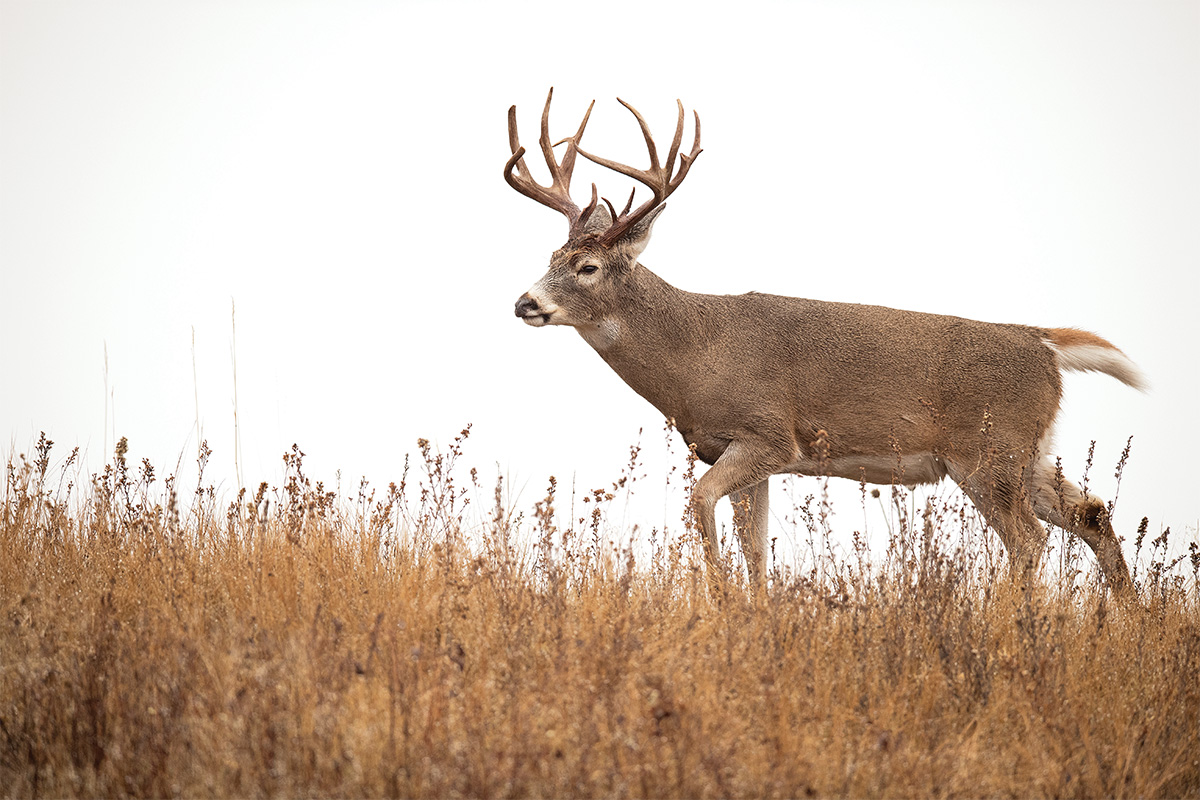 How to Kill The New Arrival Buck On Your Property North American