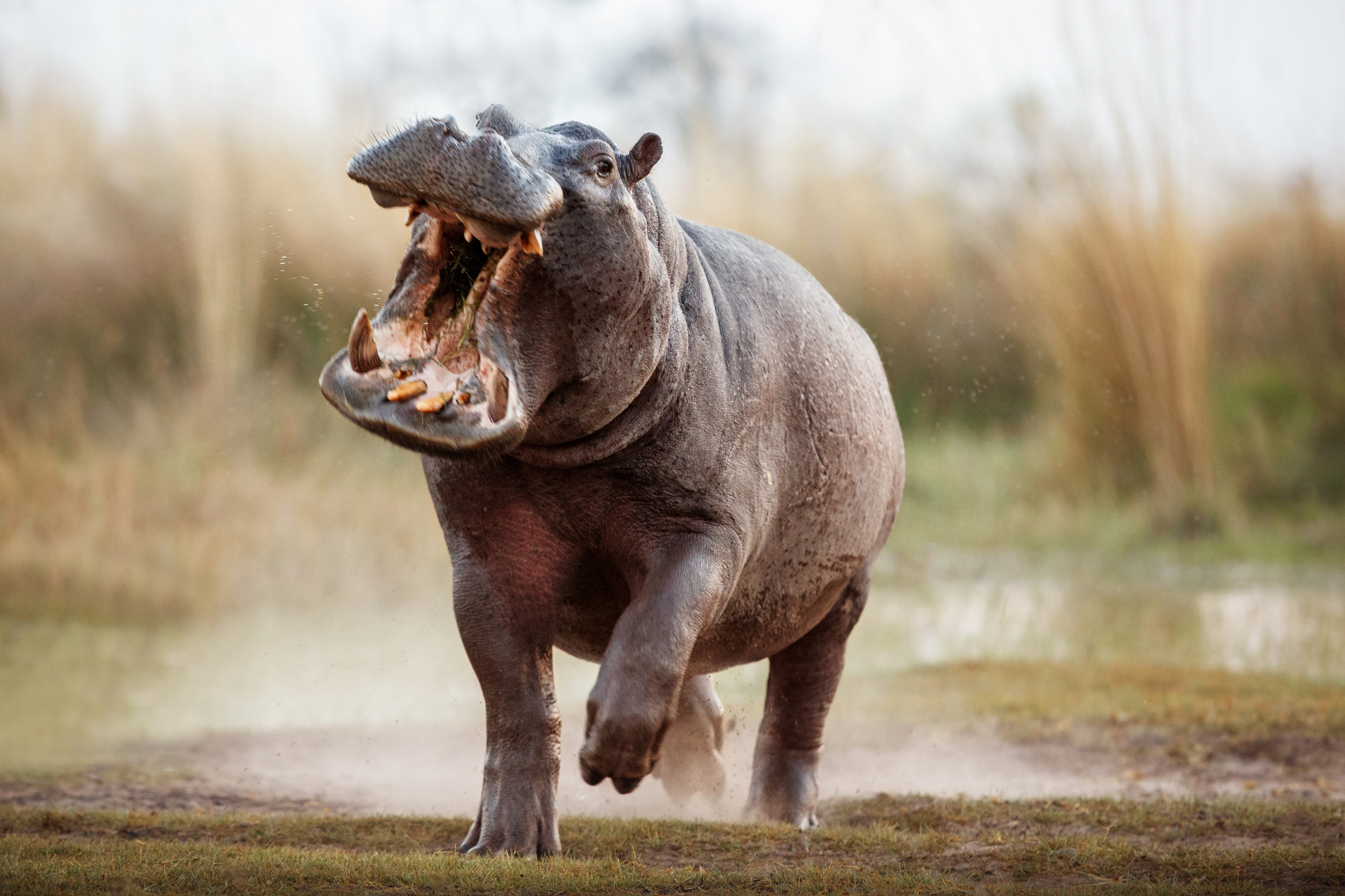 'Beast' Hippo Attacks Man, Bites Large Chunk of Flesh From His Shoulder