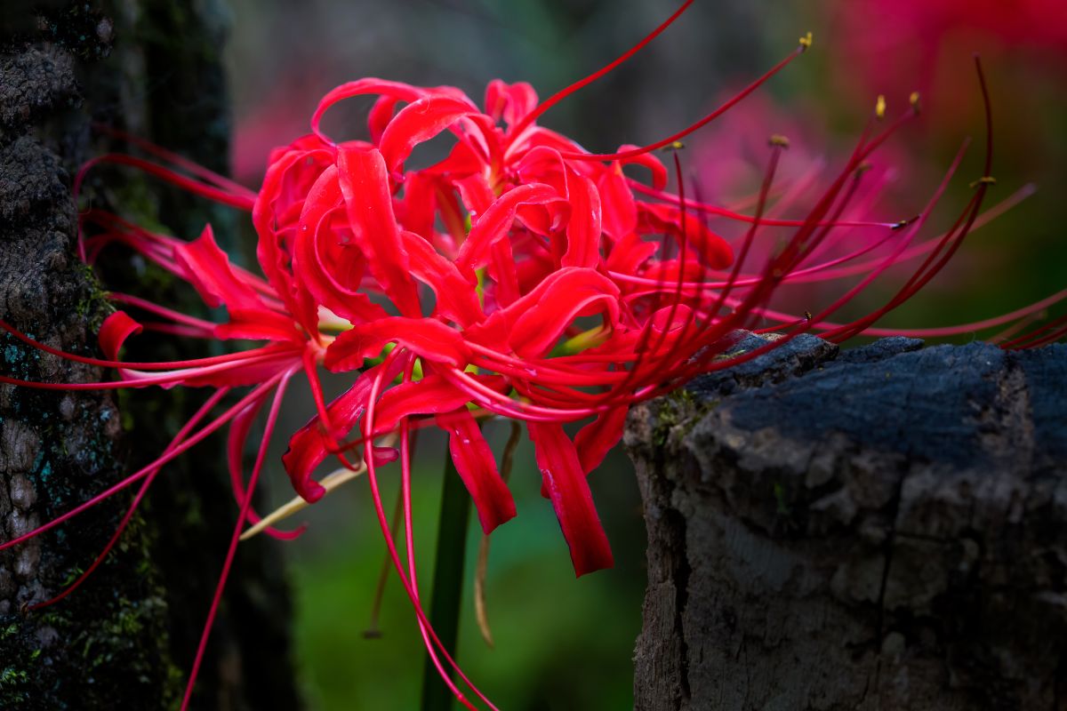 Red Spider Lily (Lycoris) Facts, Meaning And Symbolism A To Z Flowers