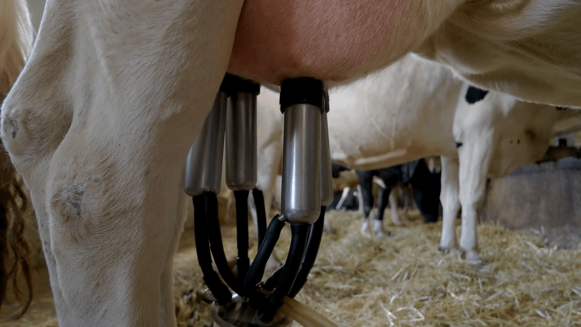 Hand Detaches Milking Machine Udder Of White Stock Footage SBV