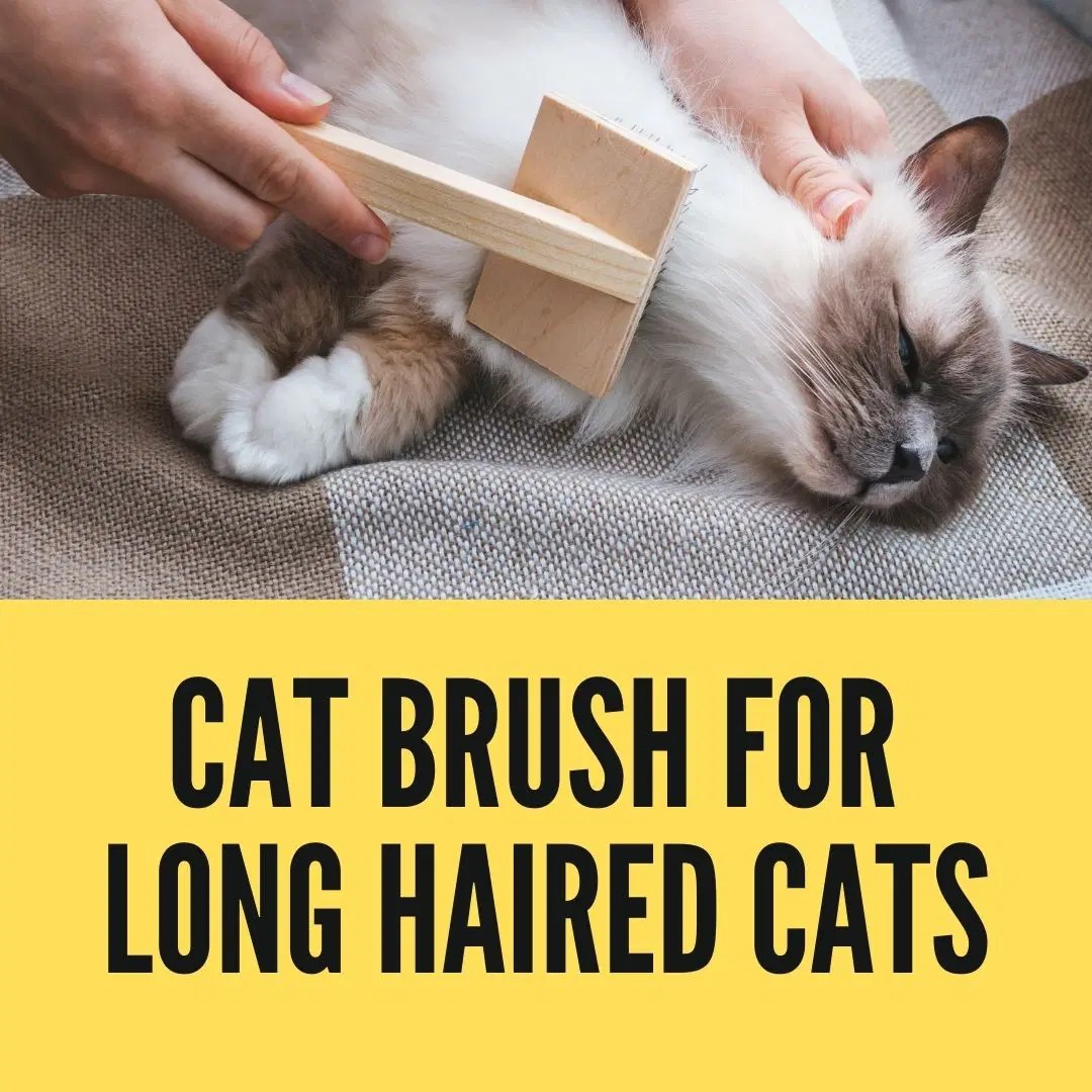 Best Cat Brush For Long Haired Cats Birman Cats Guide