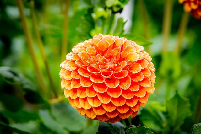 Liste De 300 Noms De Fleurs De A A Z Avec Images Et Conseils