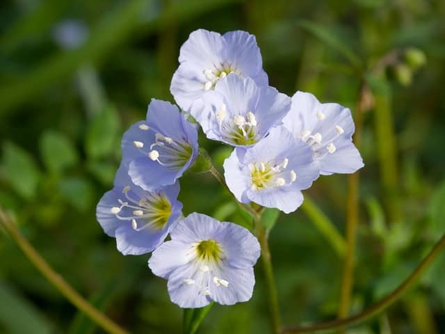 Liste De 300 Noms De Fleurs De A A Z Avec Images Et Conseils