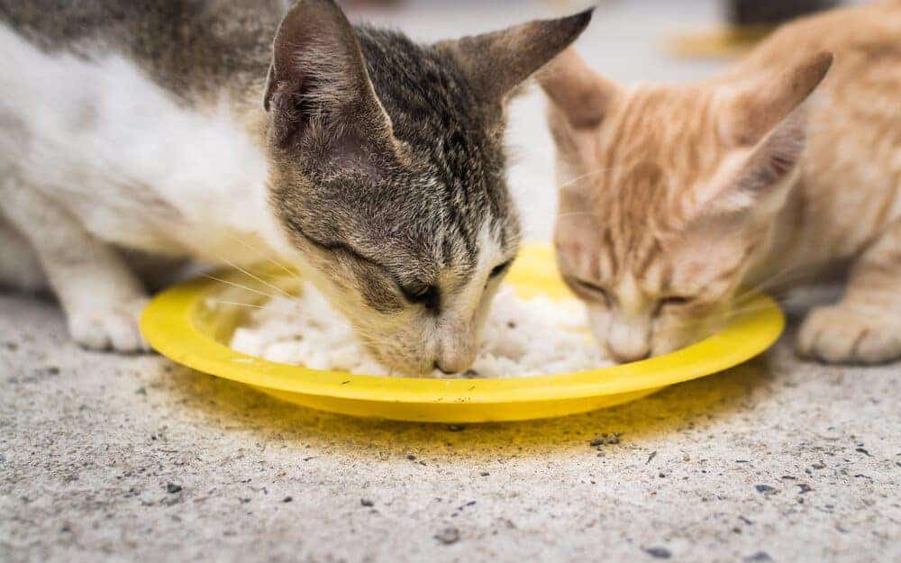 Can Cats Eat Rice? 3 Important Points To Note! (3) Can Cats Eat Rice? 3 Important Points To Note! (3)